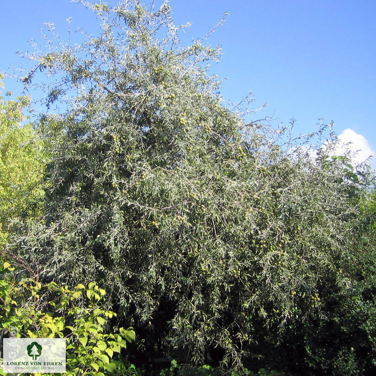 Pyrus salicifolia 'Pendula'