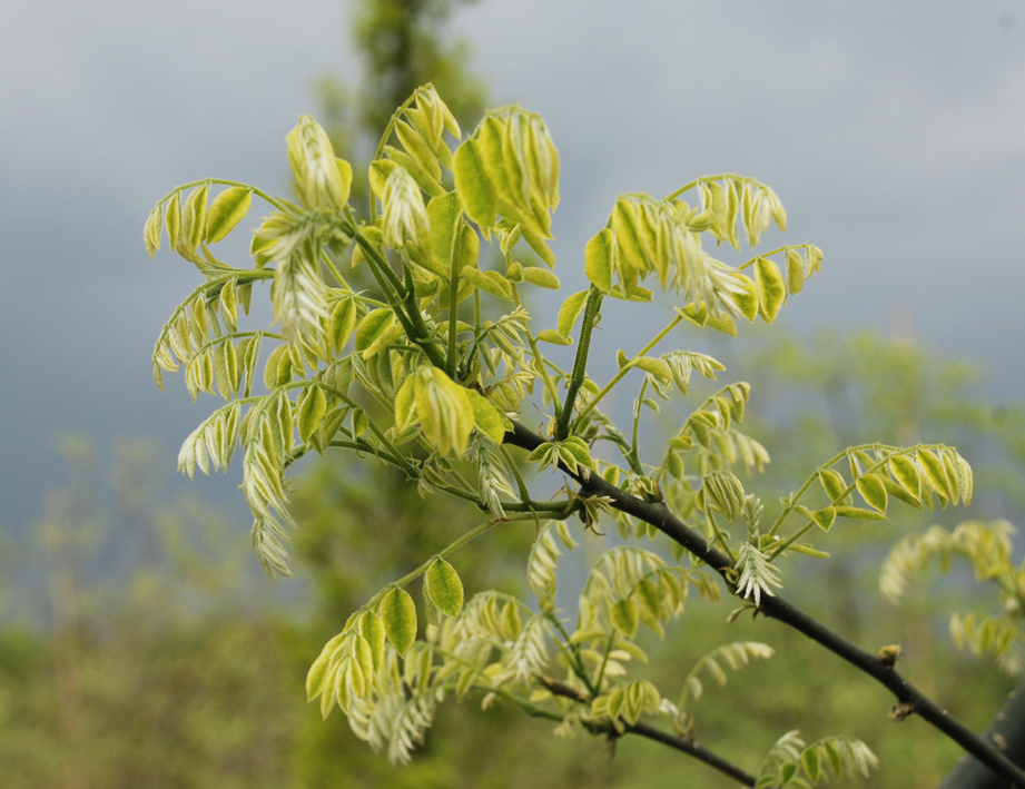 Styphnolobium japonicum 'Pendula' Unikat