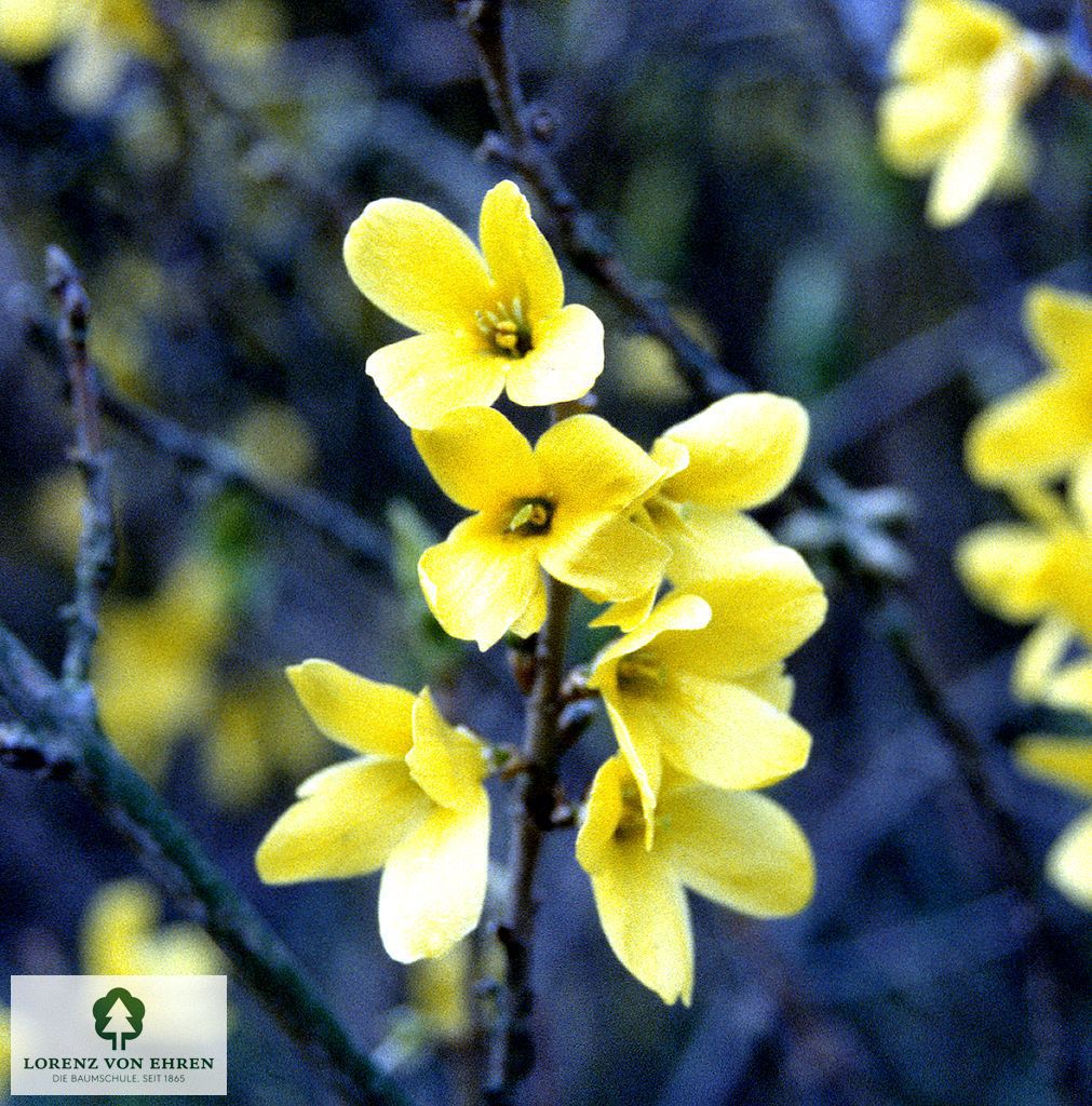 Forsythia ovata 'Tetragold'