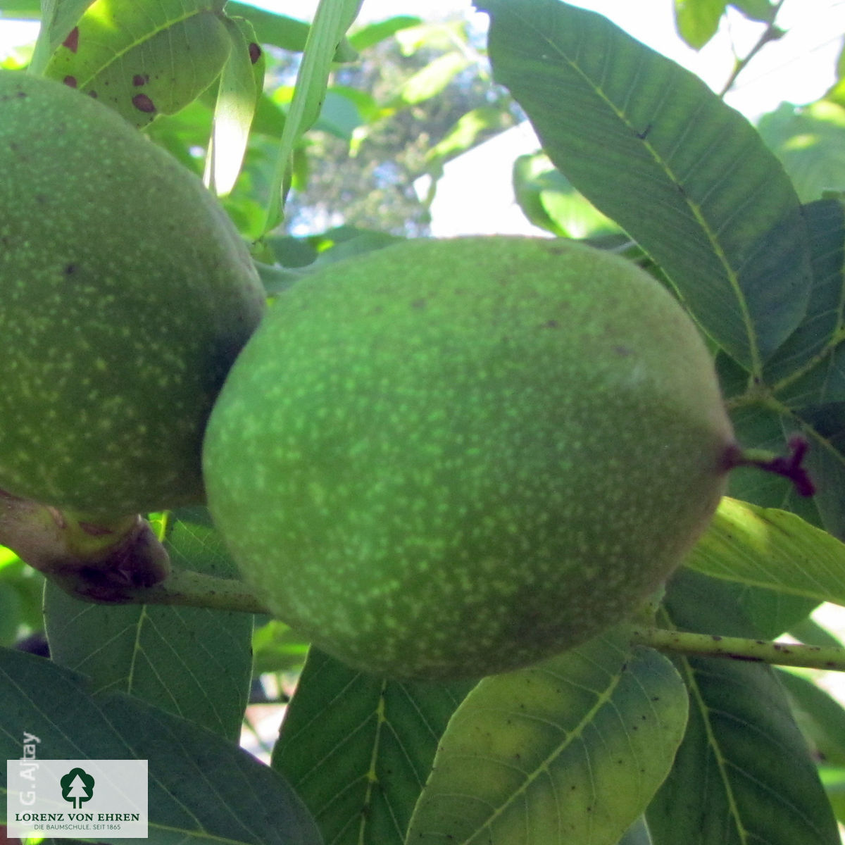 Juglans regia 'Jupiter'