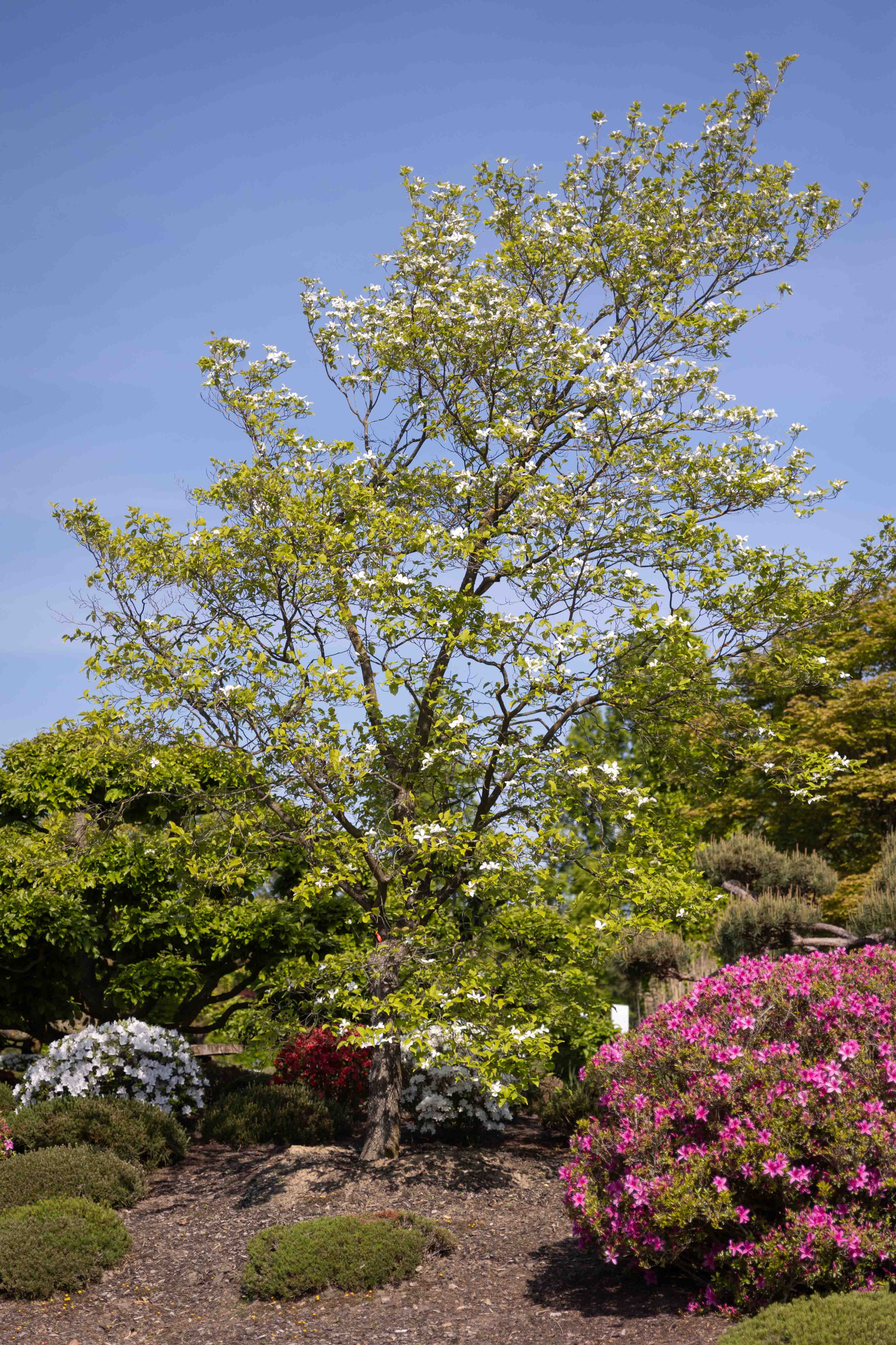 Cornus florida Unikat