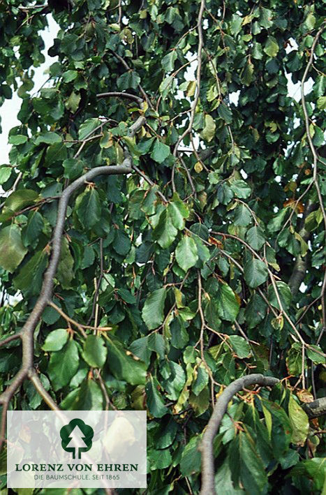 Fagus sylvatica 'Pendula'