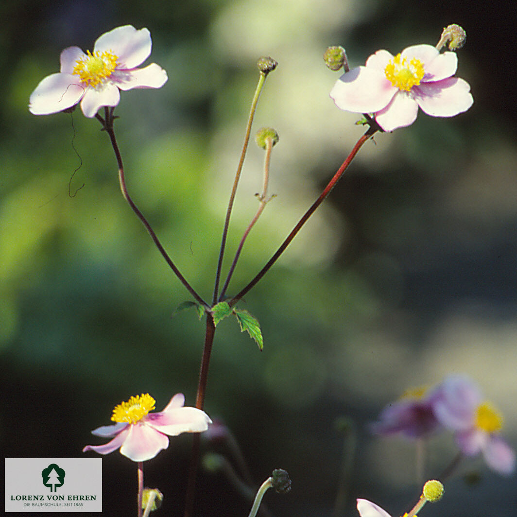 Anemone tomentosa 'Robustissima'