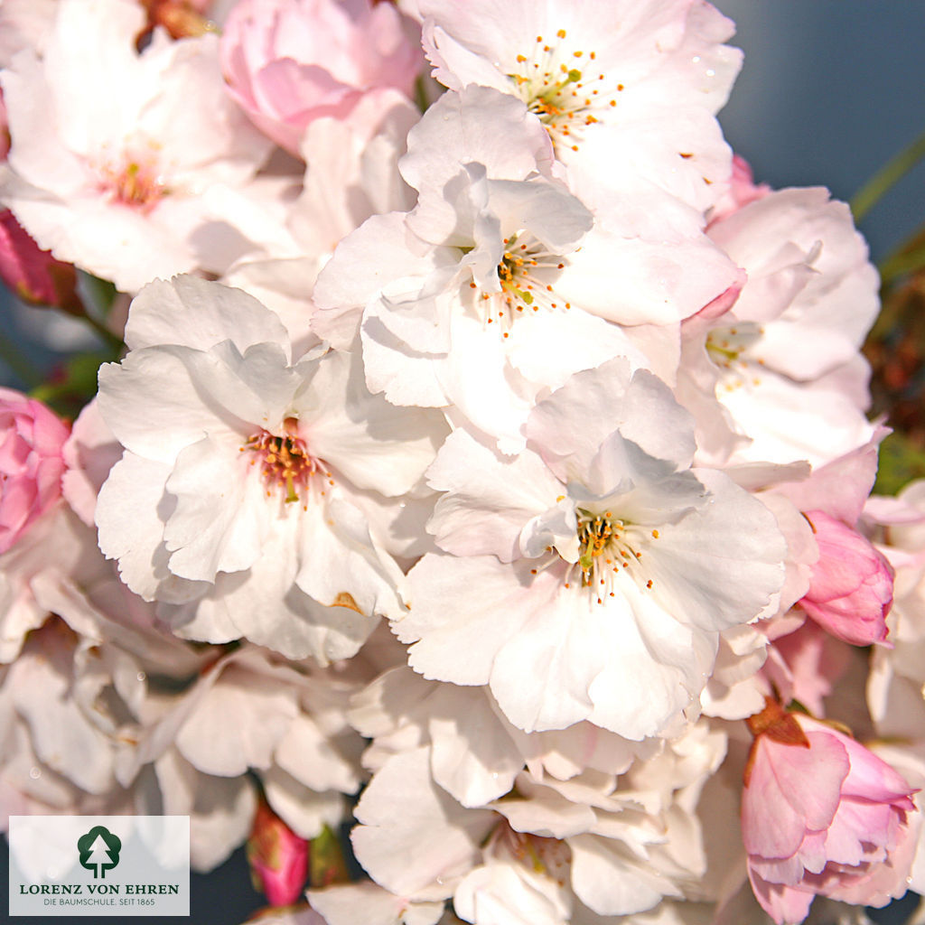 Prunus serrulata 'Amanogawa'