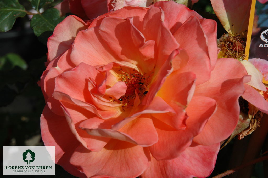 Rosa 'Westerland'