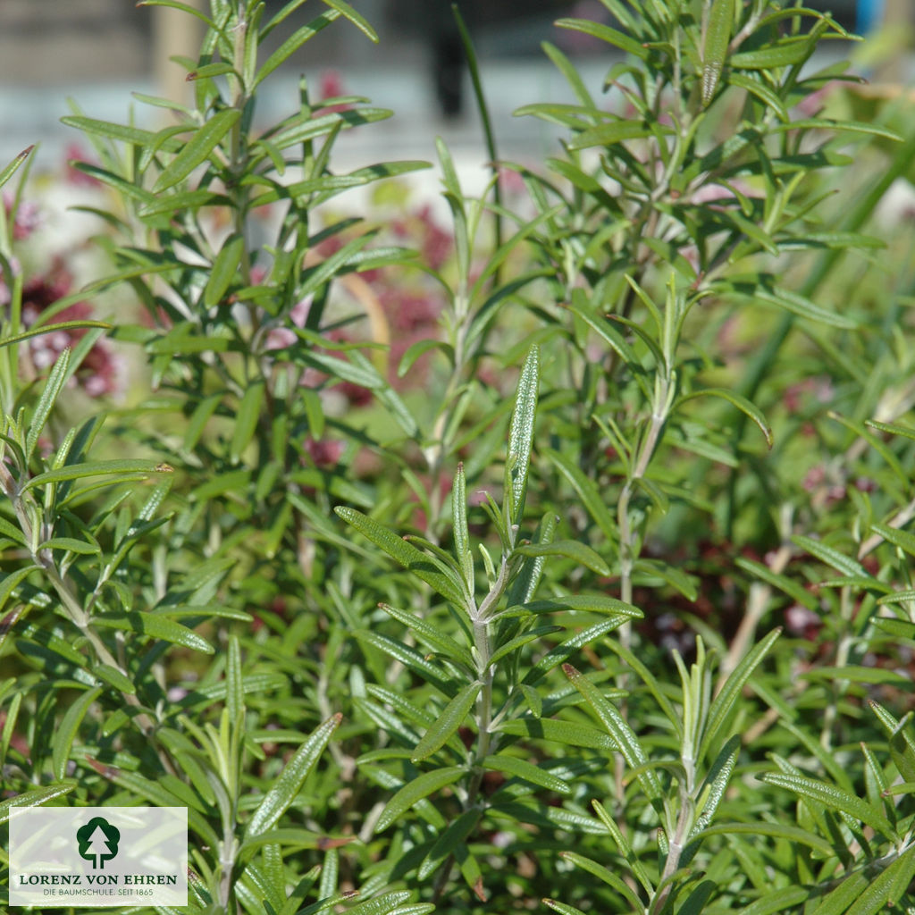 Rosmarinus officinalis