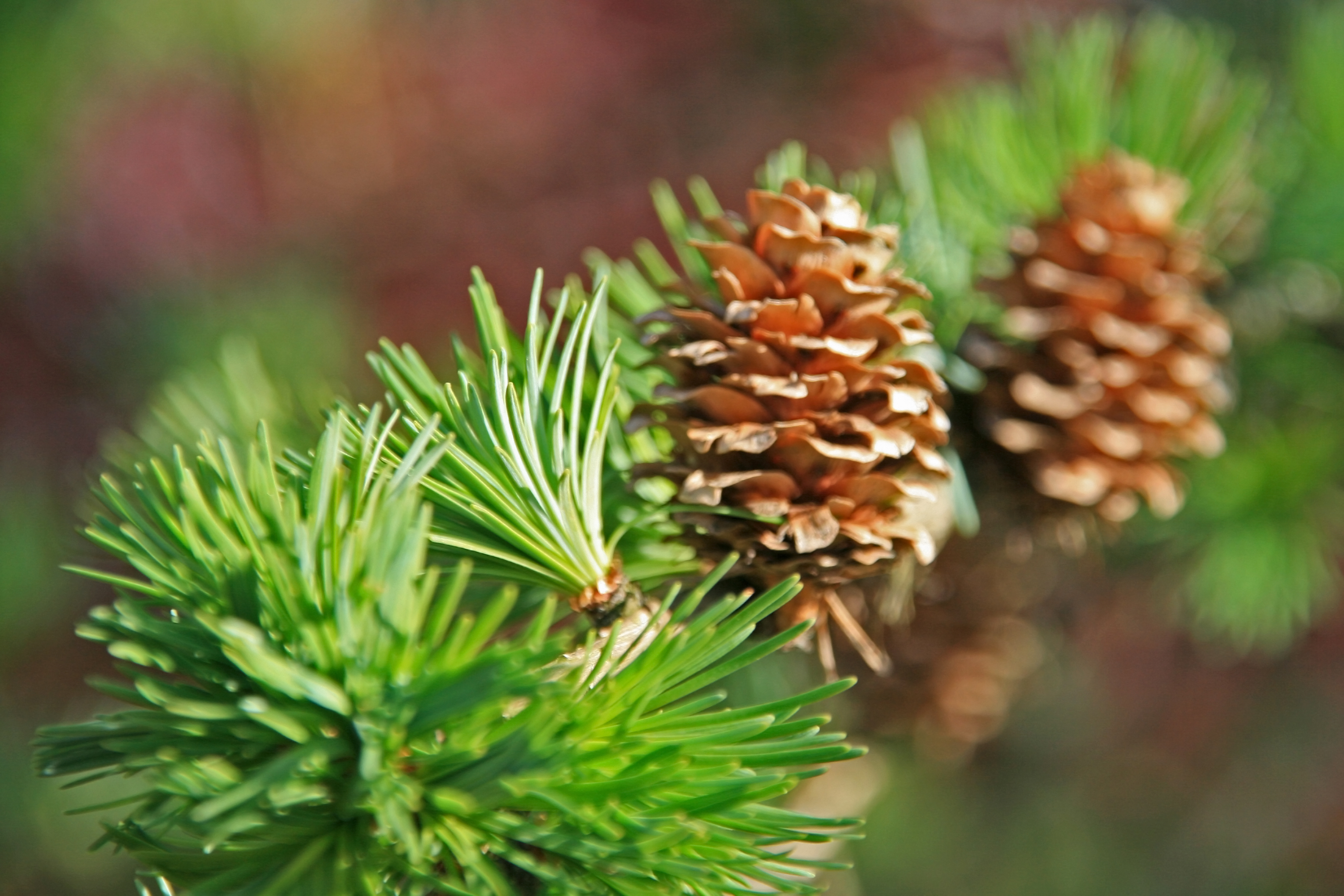 Larix kaempferi Unikat