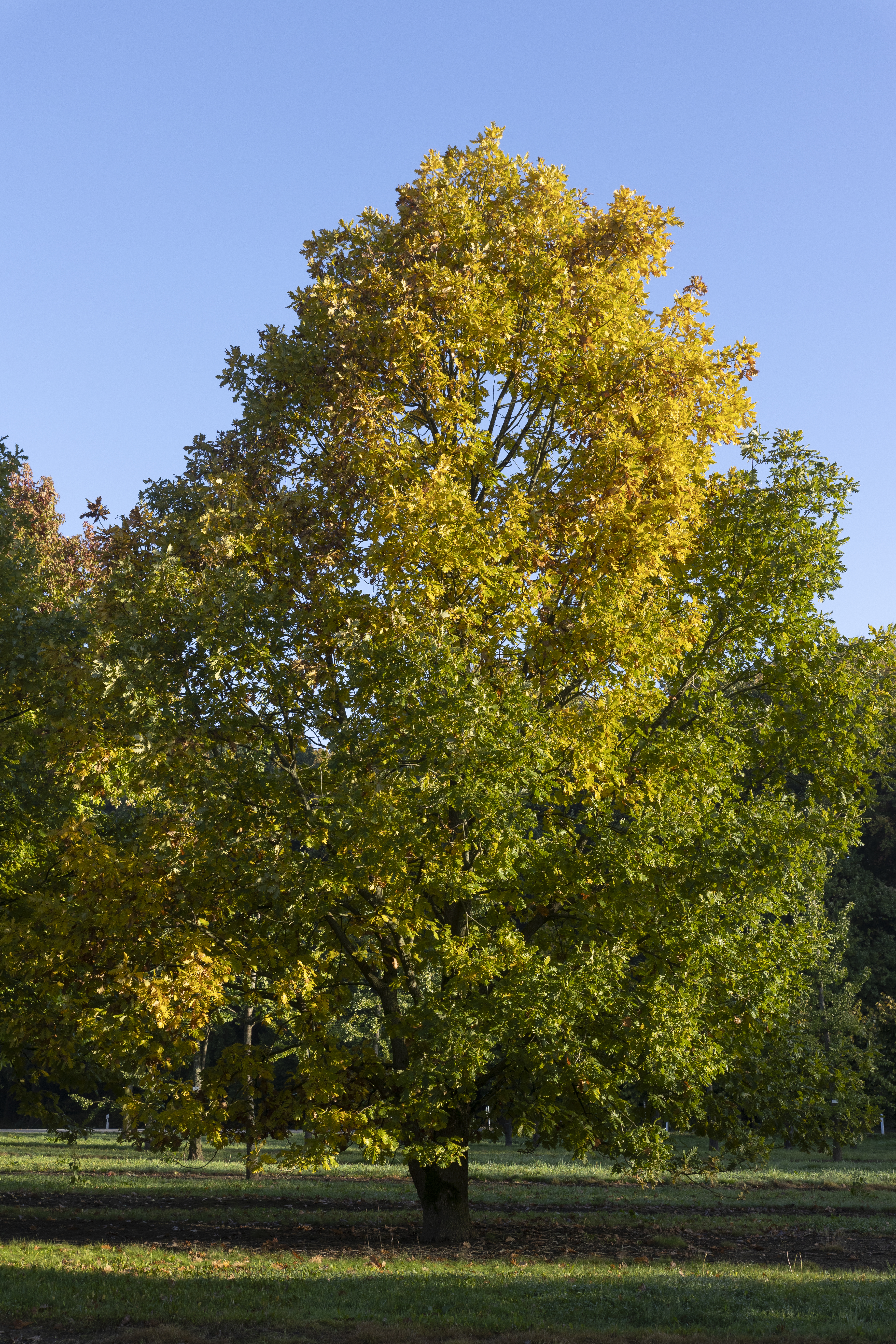 Quercus frainetto Unikat