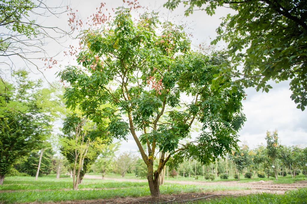 Der Koelreuteria paniculata, auch Blasenbaum genannt, ist ein wunderschöner Baum, der im Sommer mit einer goldgelben Blütenpracht erstrahlt. Die Blüten sind in großen Rispen angeordnet und duften herrlich. Der Koelreuteria paniculata ist ein idealer Baum 