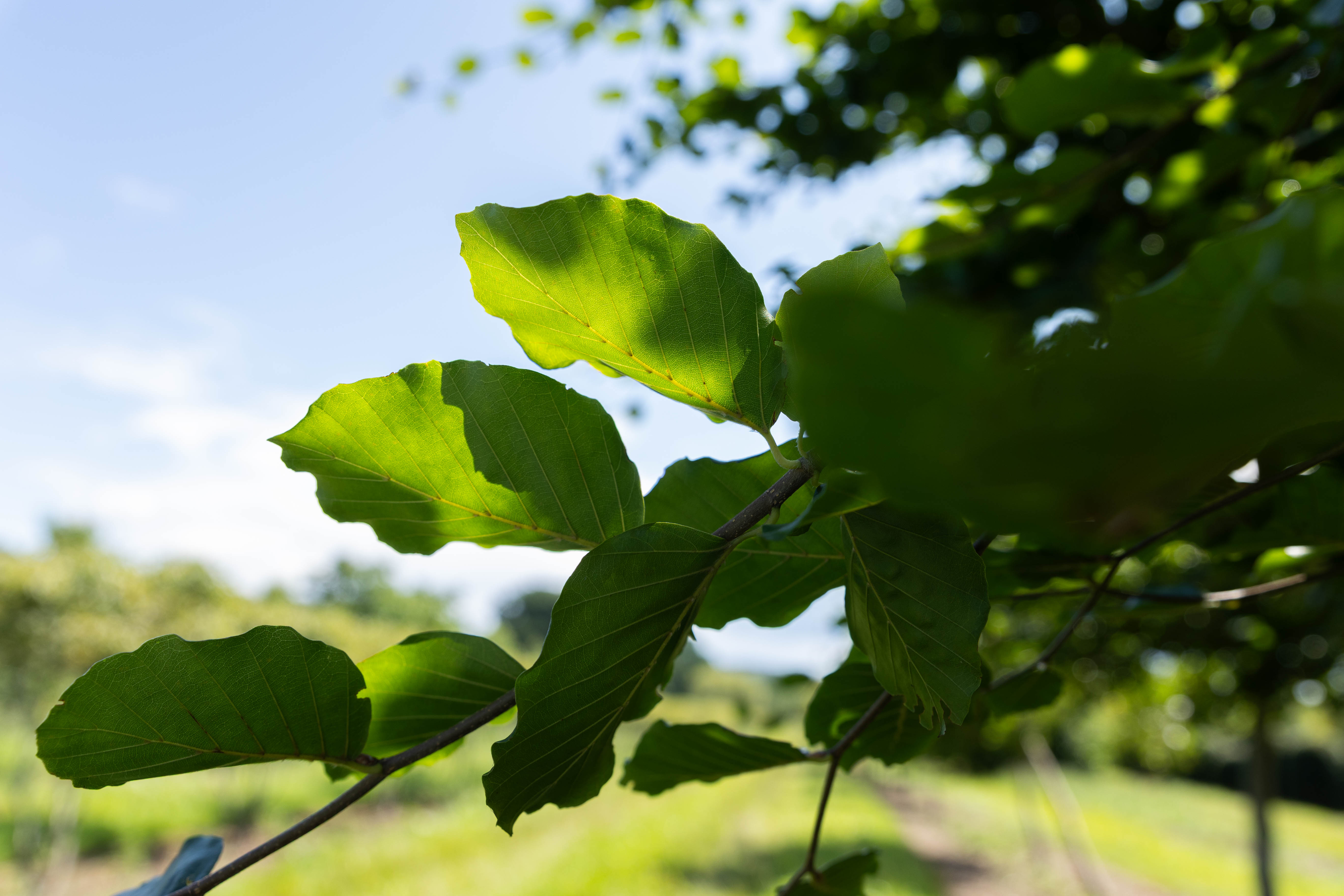 Fagus sylvatica 'Horizontalis' Unikat