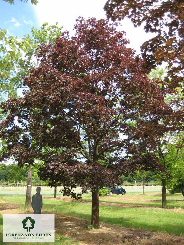 Acer platanoides 'Faassen's Black'