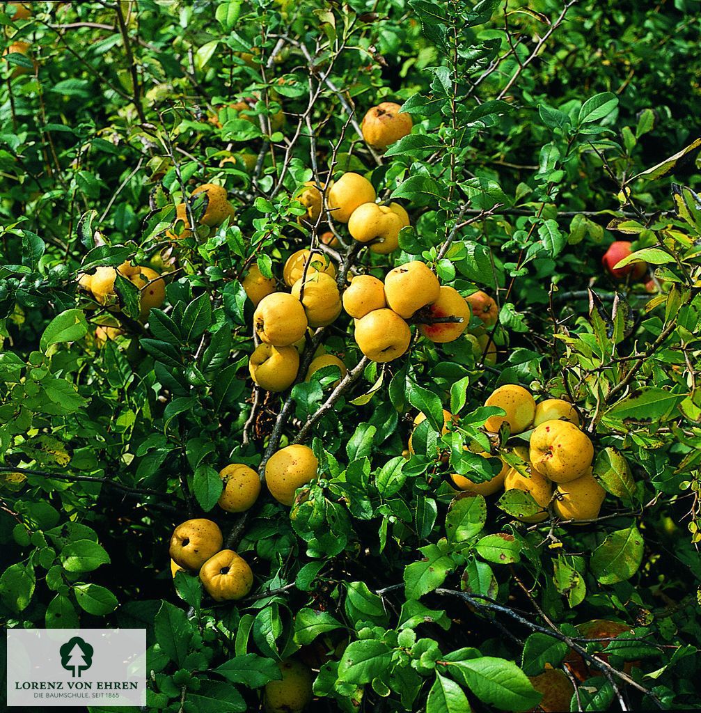Chaenomeles japonica