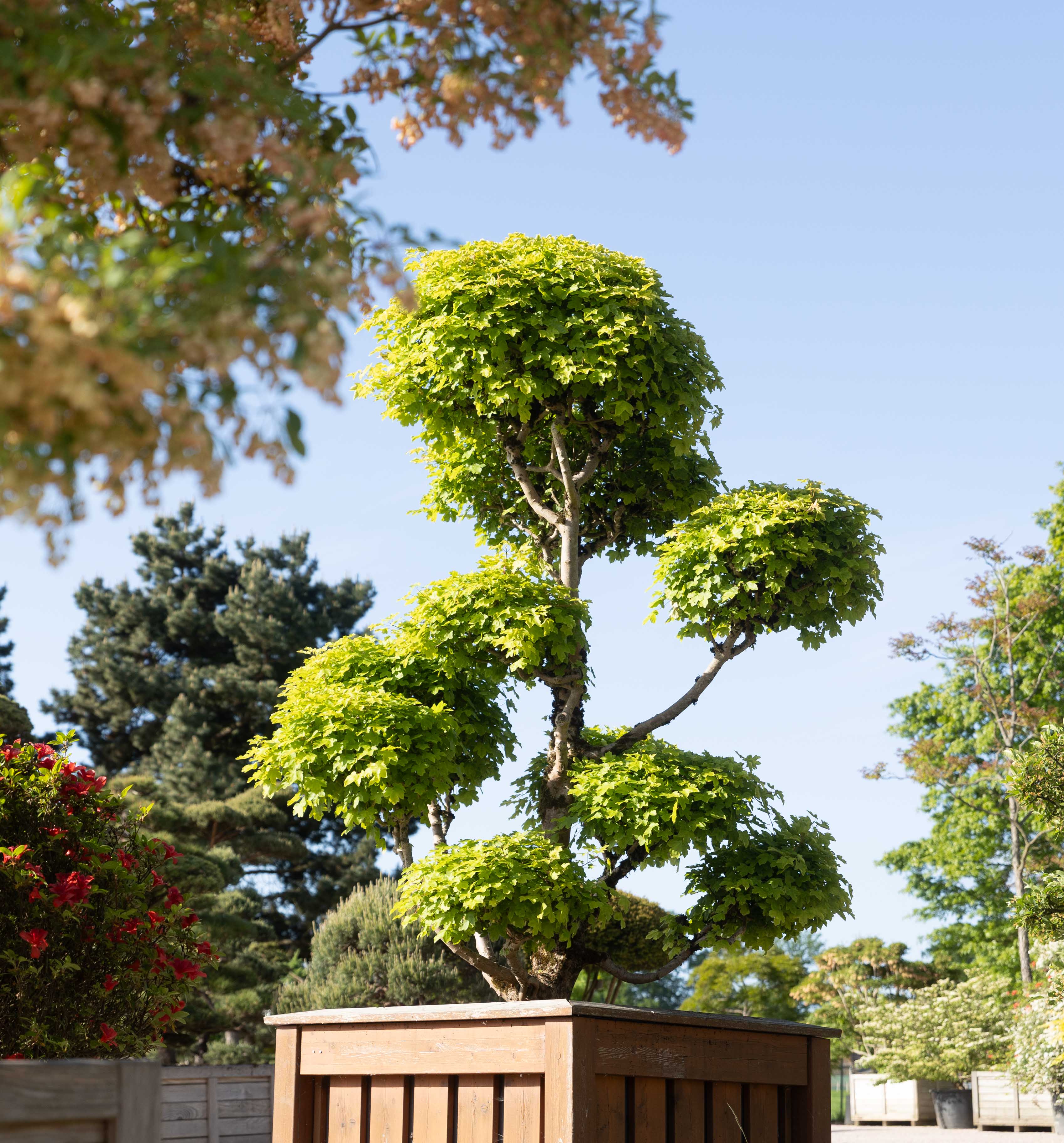 Acer campestre Bonsai - verkauft