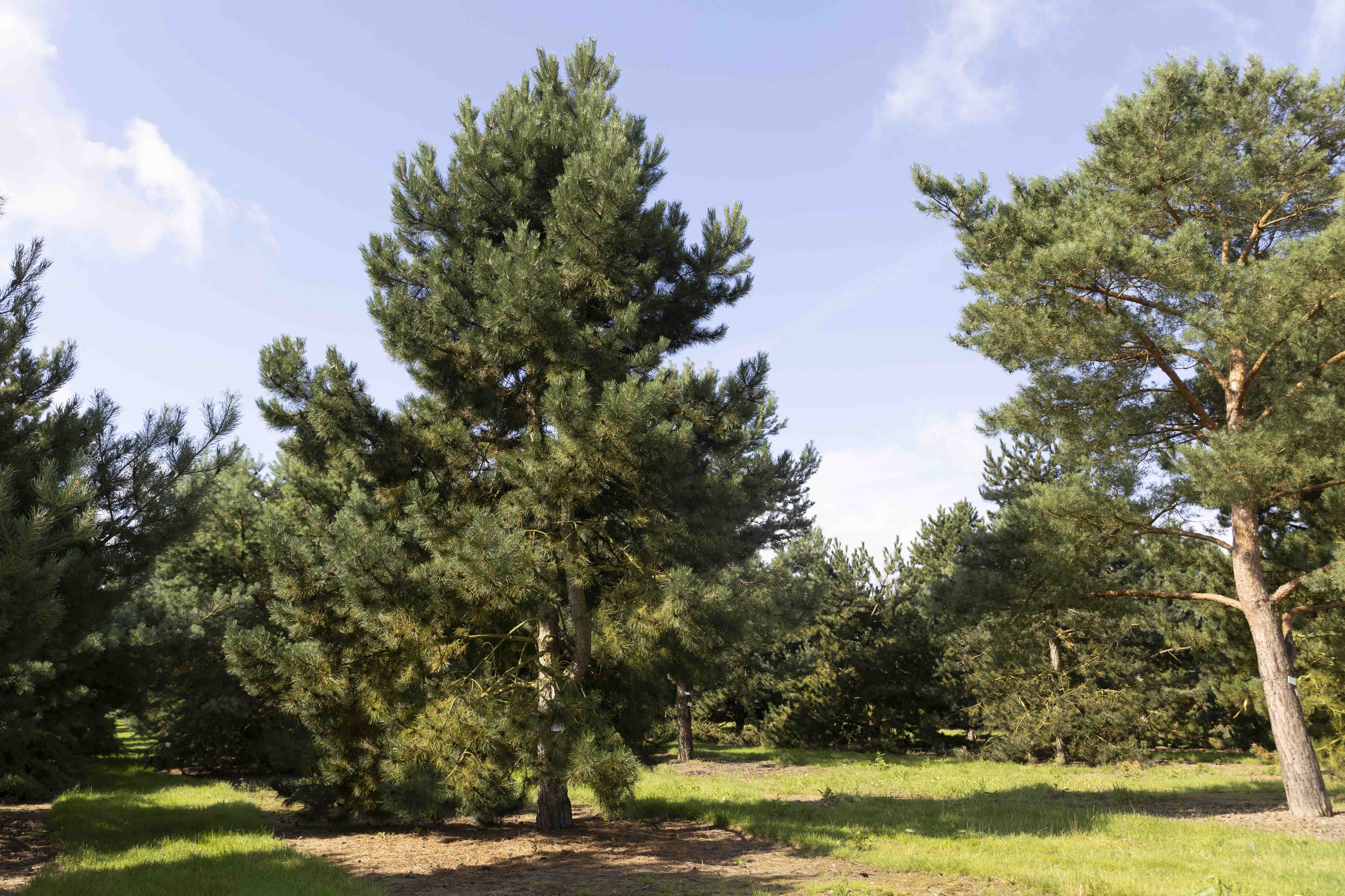 Pinus nigra austriaca  Unikat