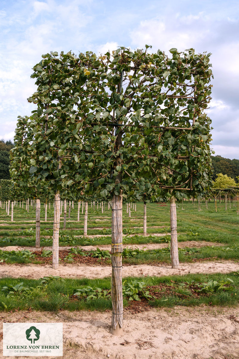 Tilia europaea 'Pallida'