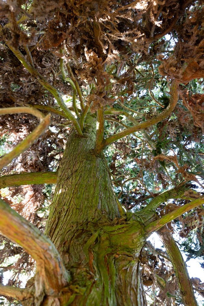 Cryptomeria japonica 'Cristata' Unikat