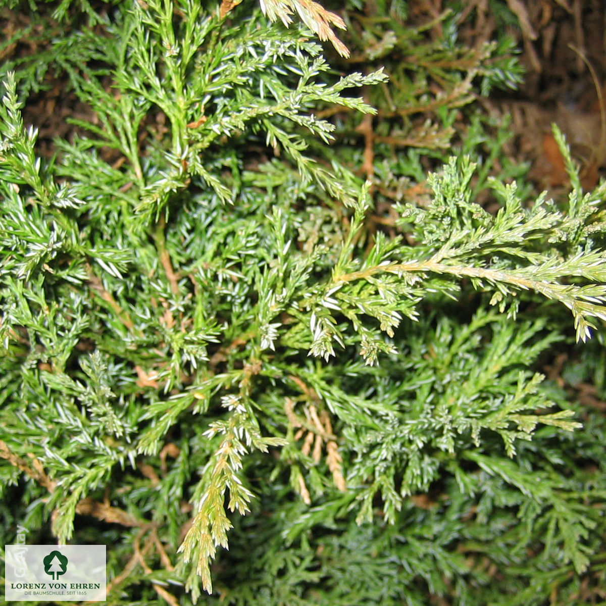 Juniperus horizontalis 'Andorra Compact'