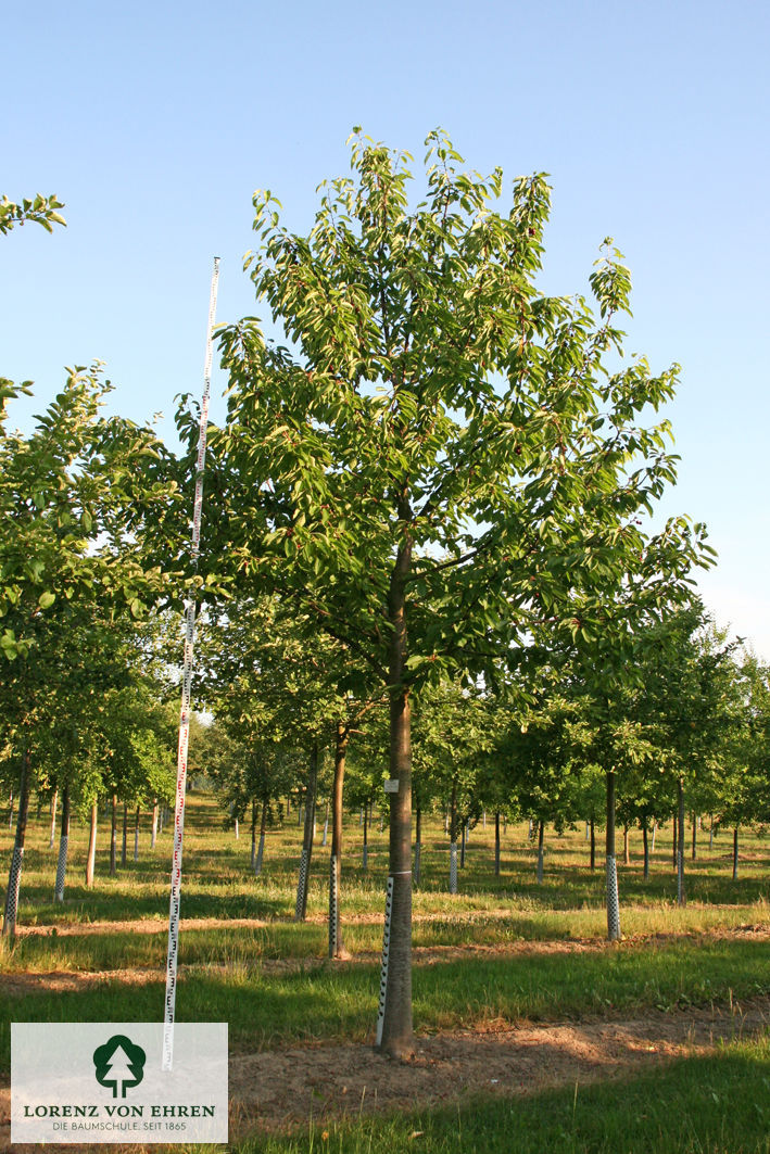 Prunus avium 'Schneiders Späte Knorpelkirsche'