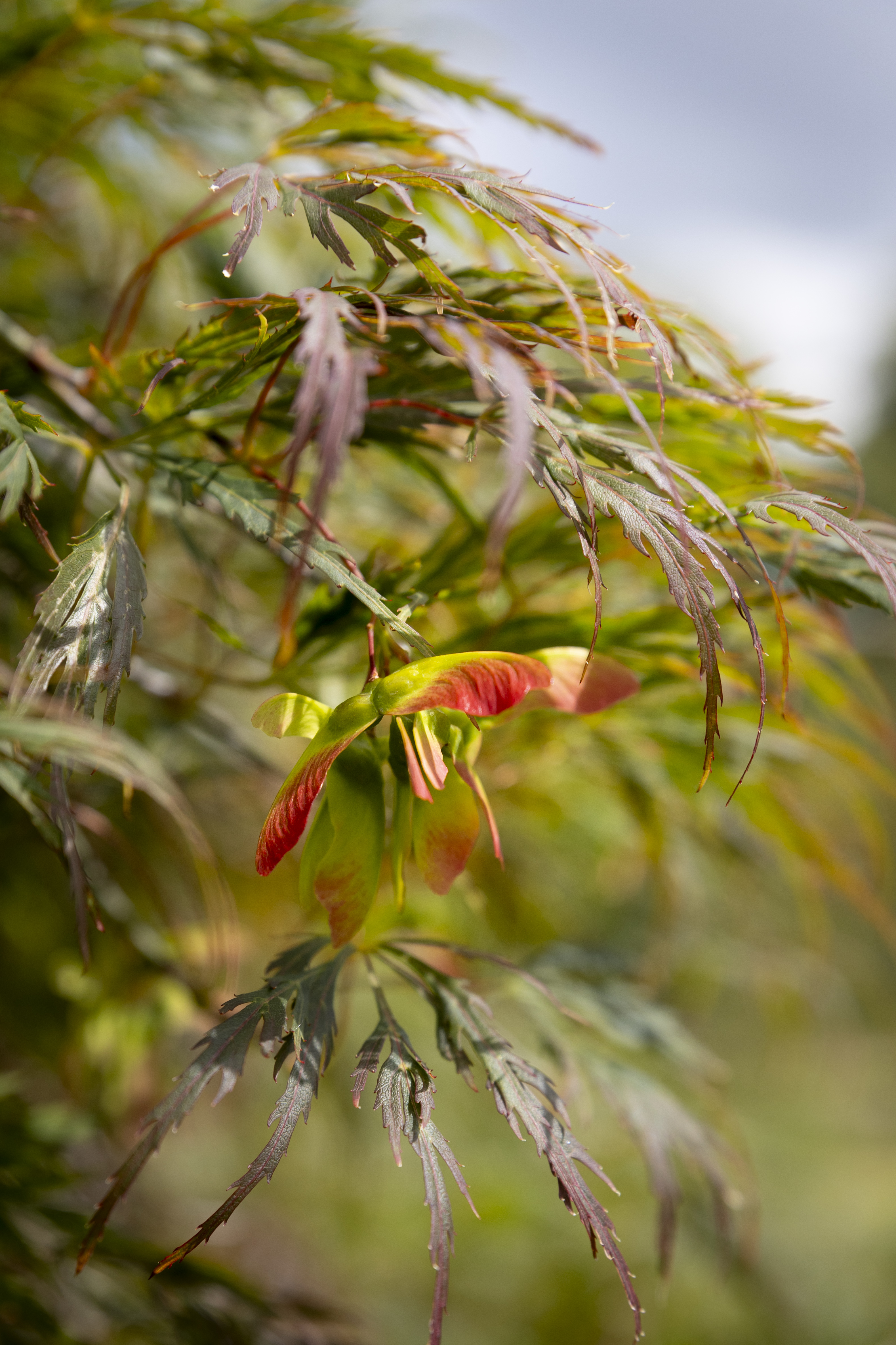 Acer palmatum 'Dissectum' Unikat