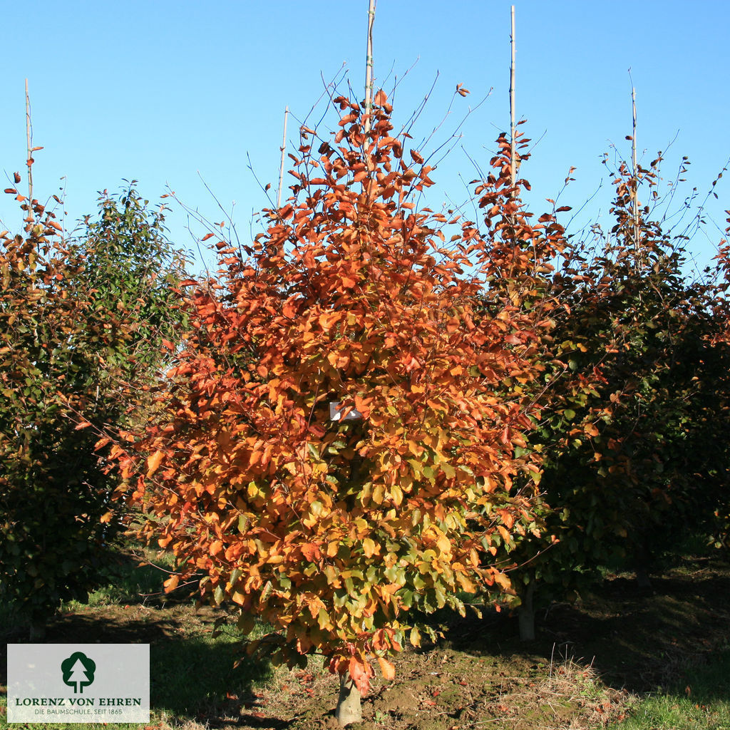 Fagus sylvatica 'Riversii'