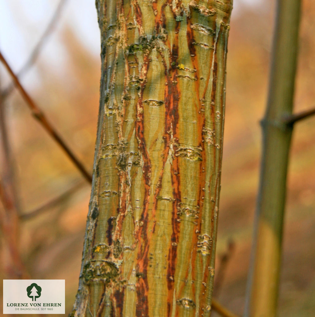 Acer capillipes