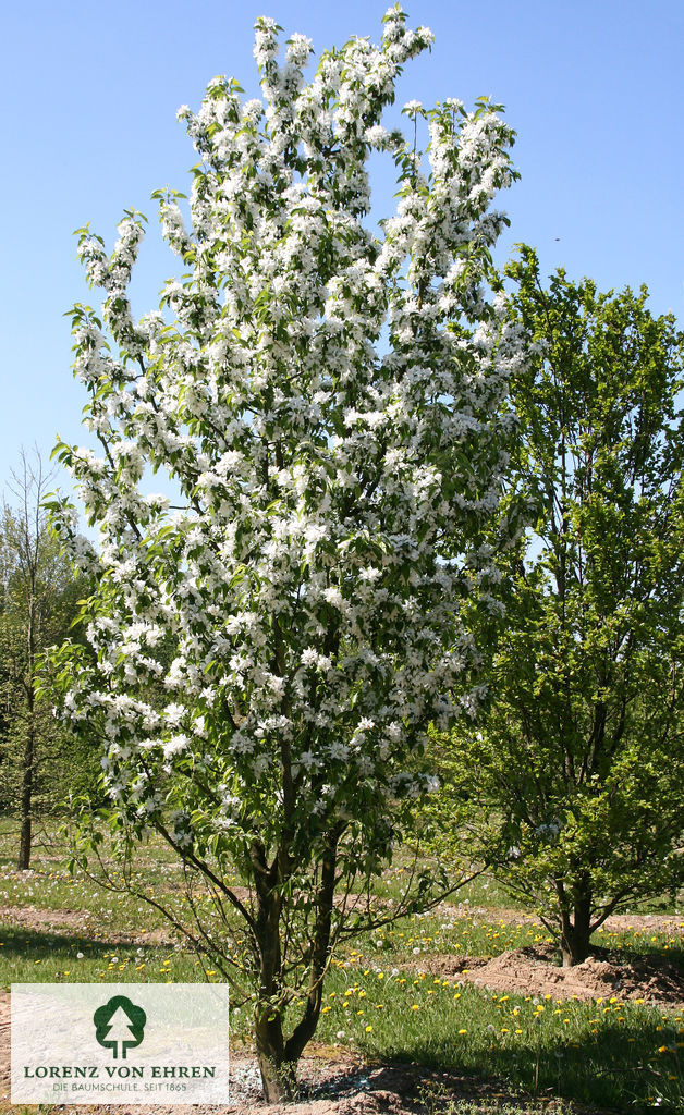 Malus 'John Downie'