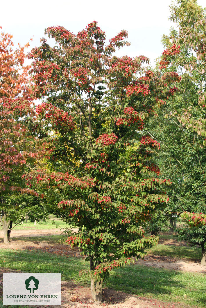 Cornus kousa chinensis