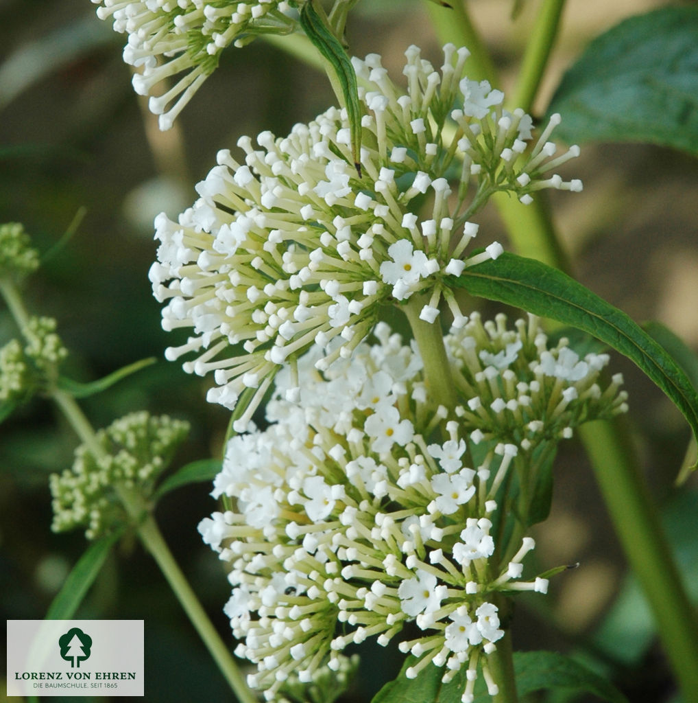 Buddleja davidii 'Nanho White'