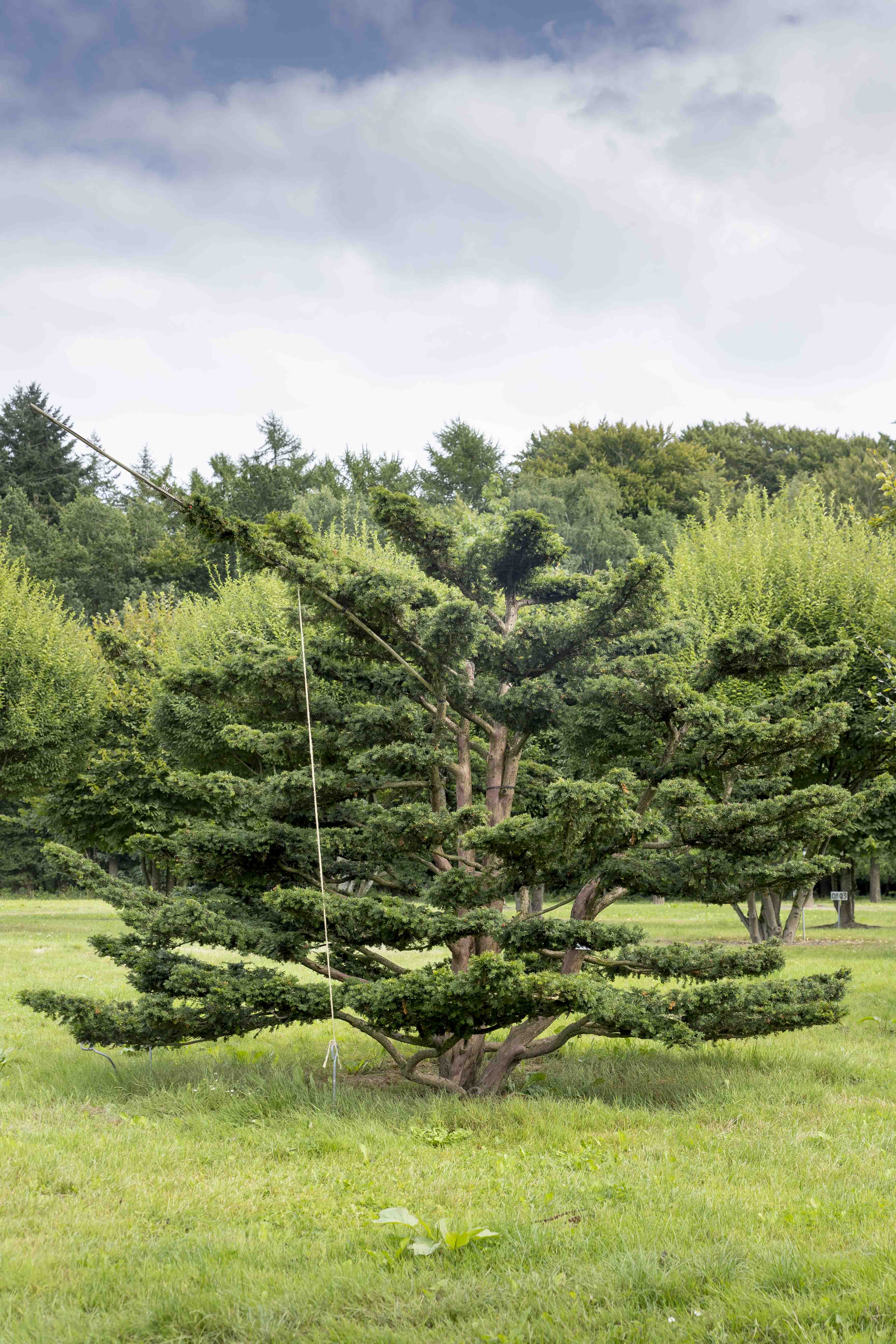 Taxus baccata Bonsai 