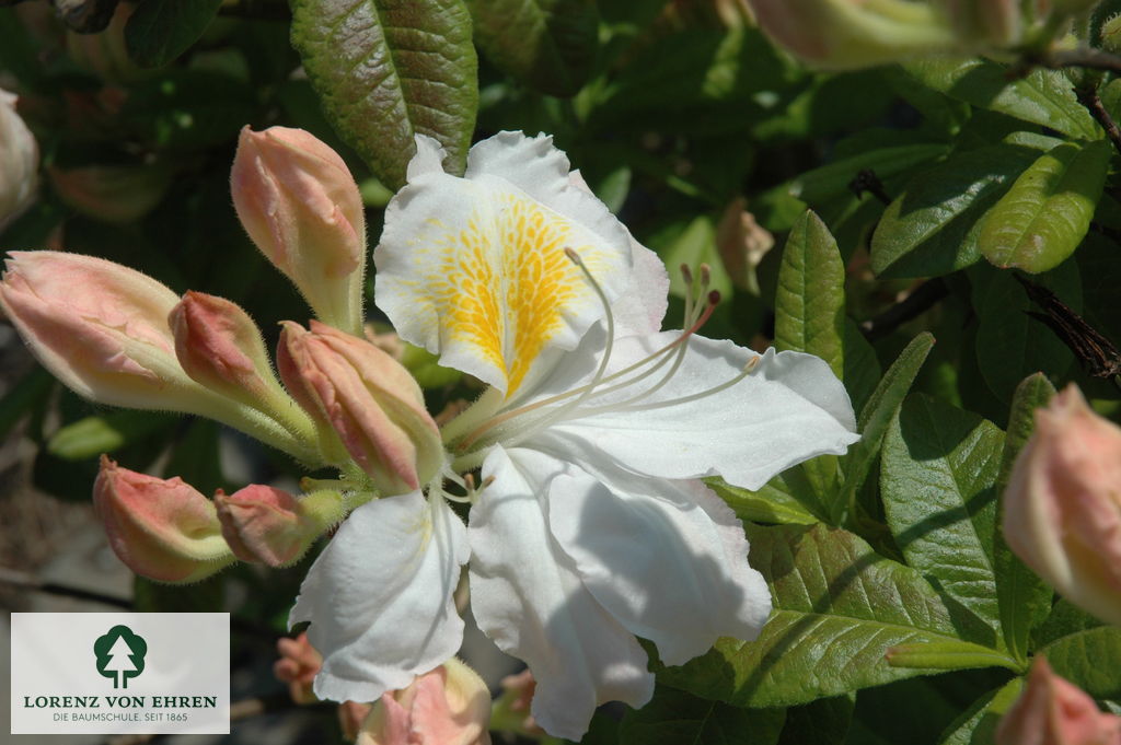 Rhododendron Azalea 'Schneegold'