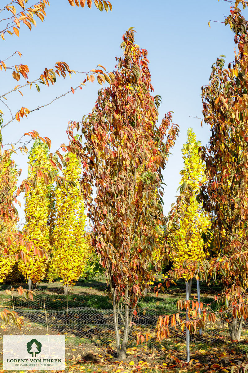 Prunus serrulata 'Amanogawa'