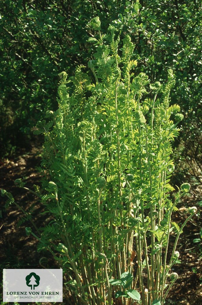 Osmunda regalis