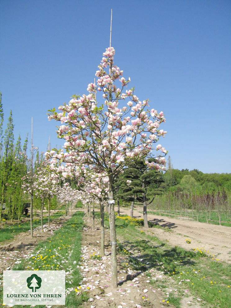 Magnolia soulangeana