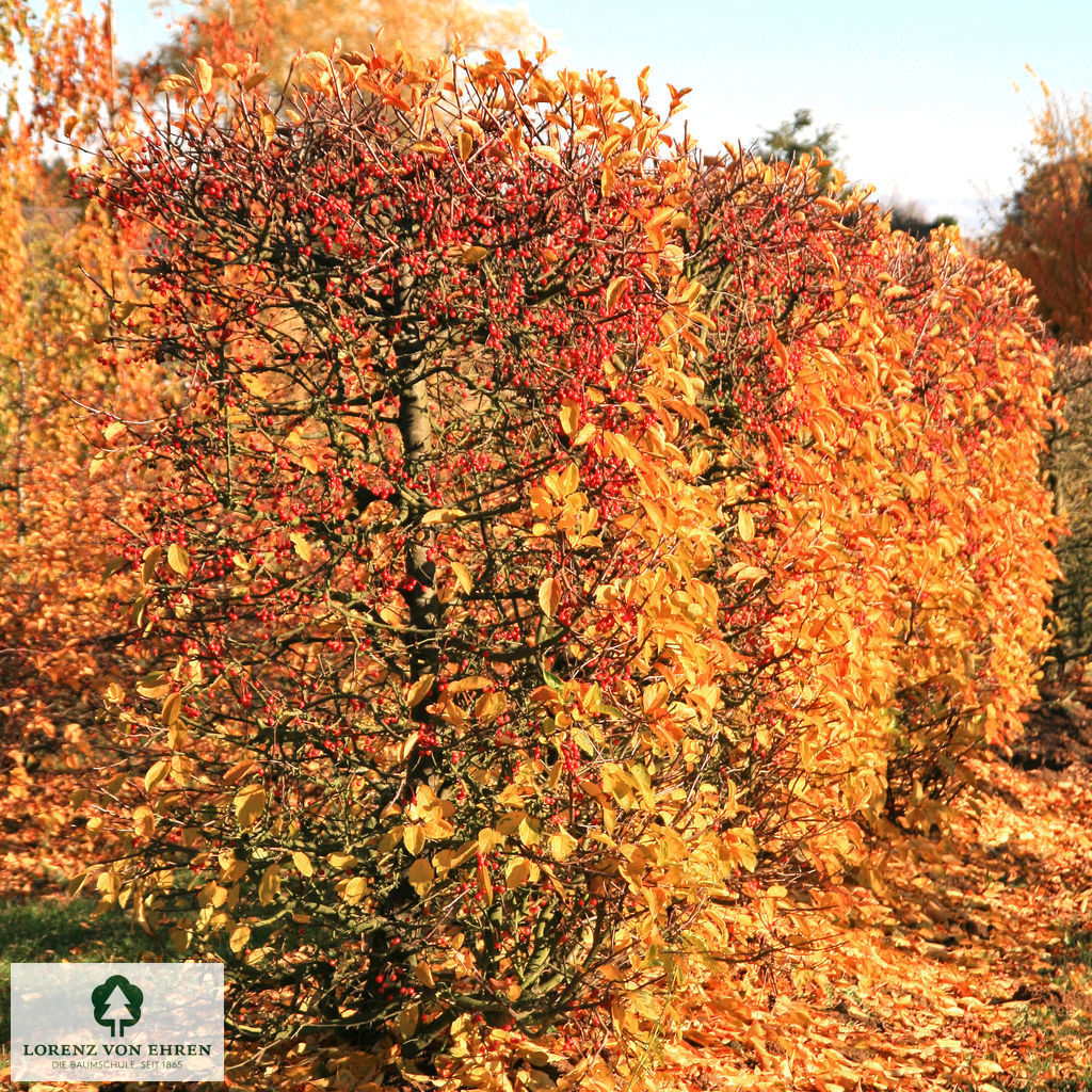 Malus toringo sargentii Veredlung