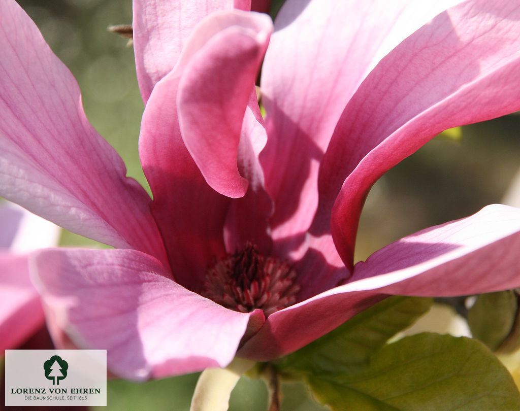 Magnolia liliiflora 'Nigra'