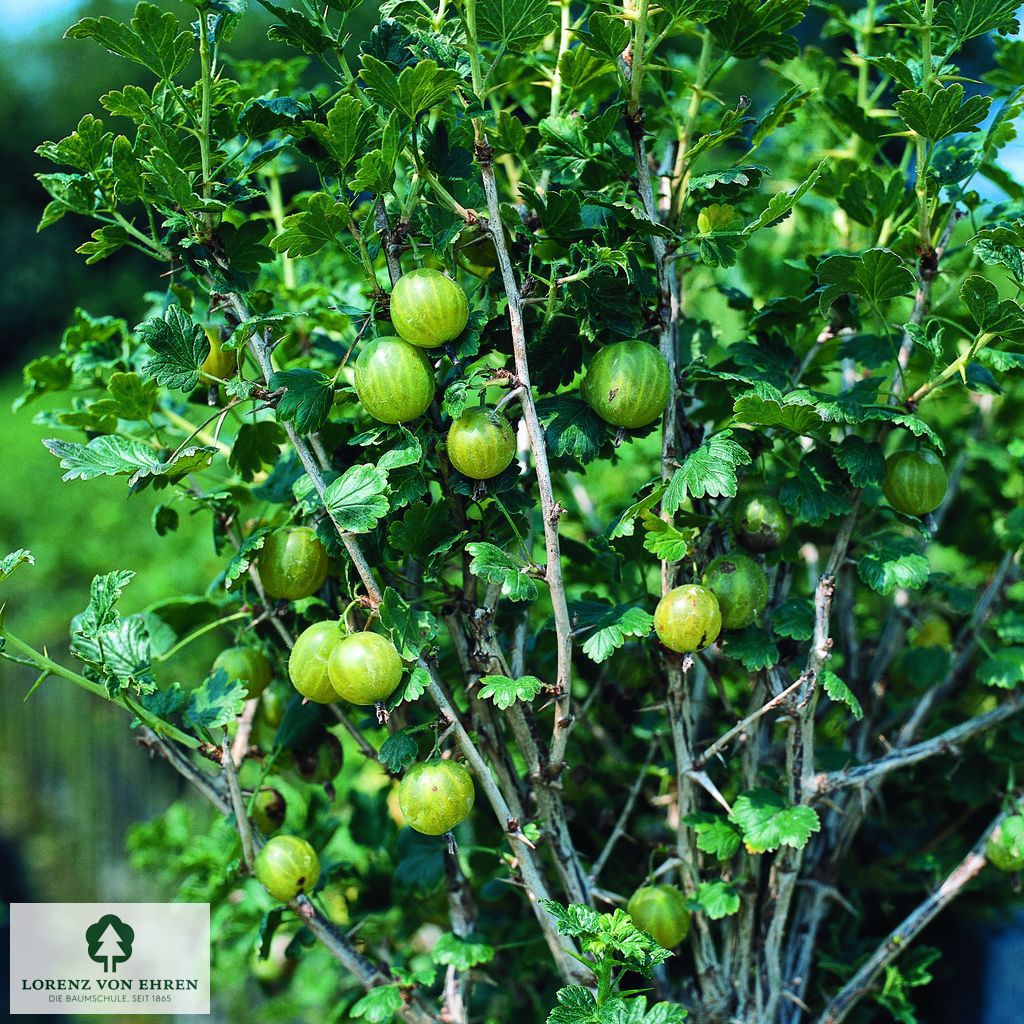 Ribes uva-crispa 'Reverta'