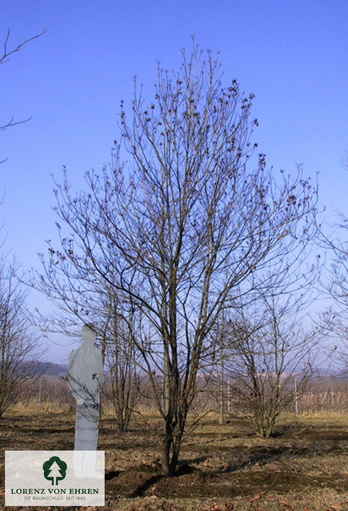 Cornus florida 'Rubra'