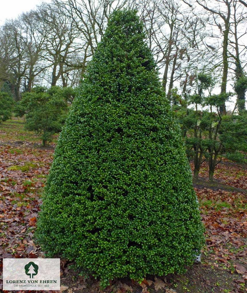 Ilex crenata 'Convexa'