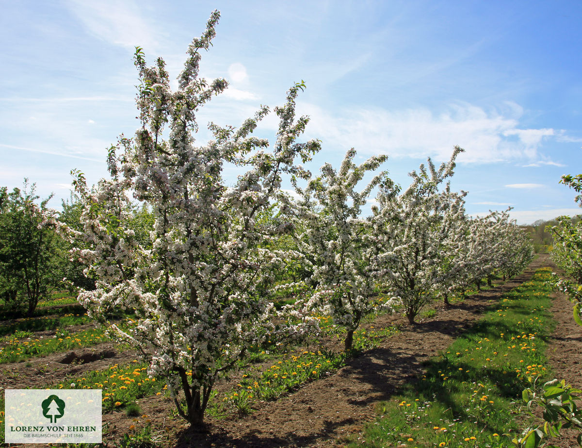 Malus 'Red Sentinel'