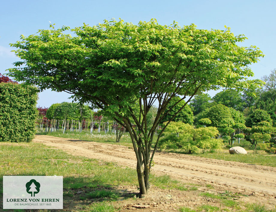 Euonymus alatus 'Compactus'