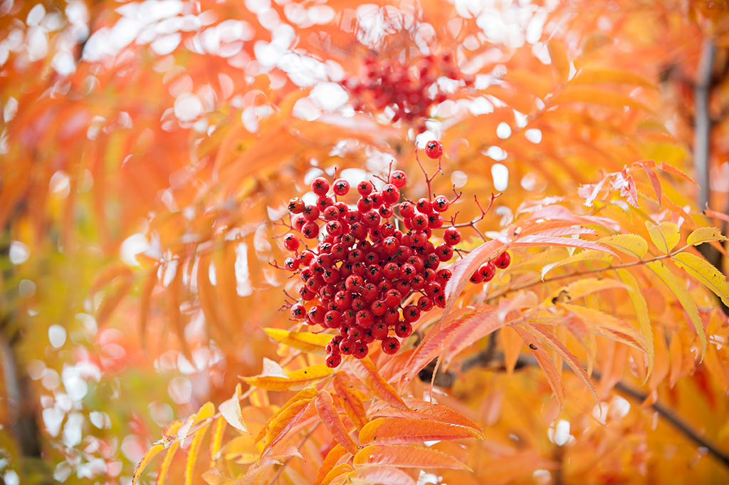 Sorbus Dodong Früchte Orange Blätter und rote Früchte der Mehlbeere