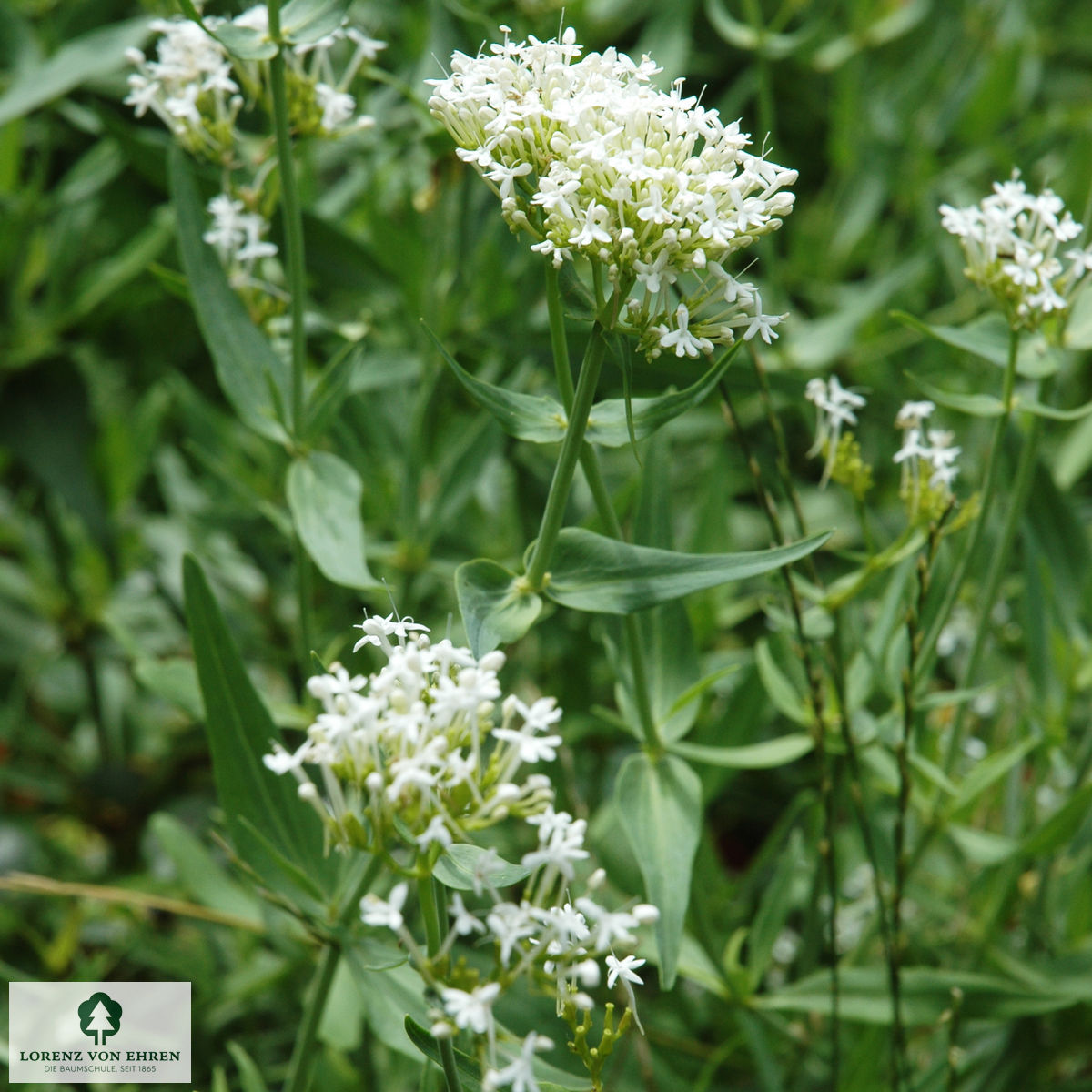 Centranthus ruber 'Albus'