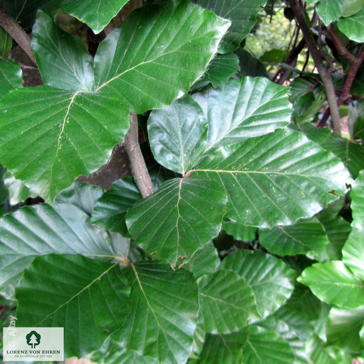 Fagus sylvatica 'Dawyck'