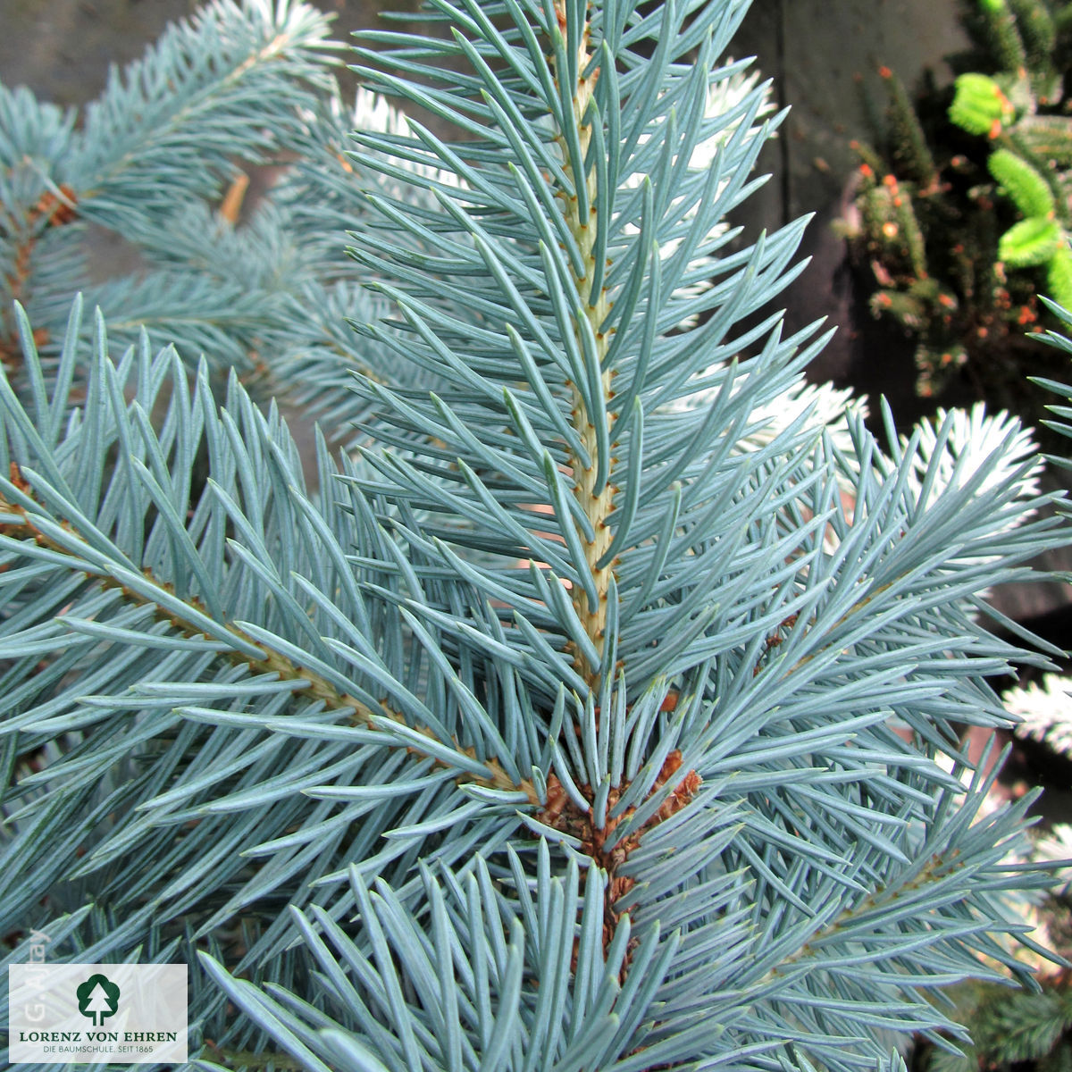 Picea pungens 'Oldenburg'