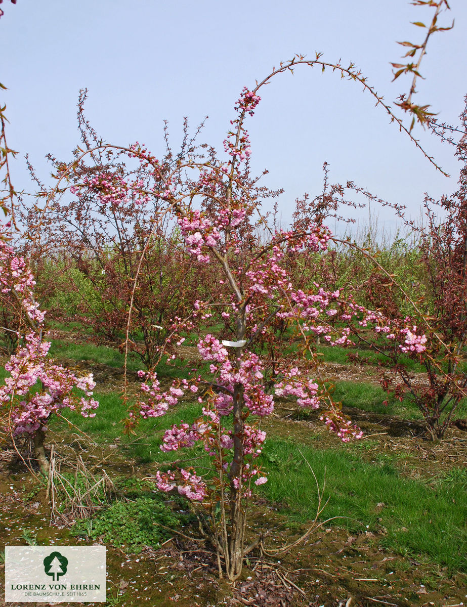 Prunus serrulata 'Kiku-shidare-zakura'