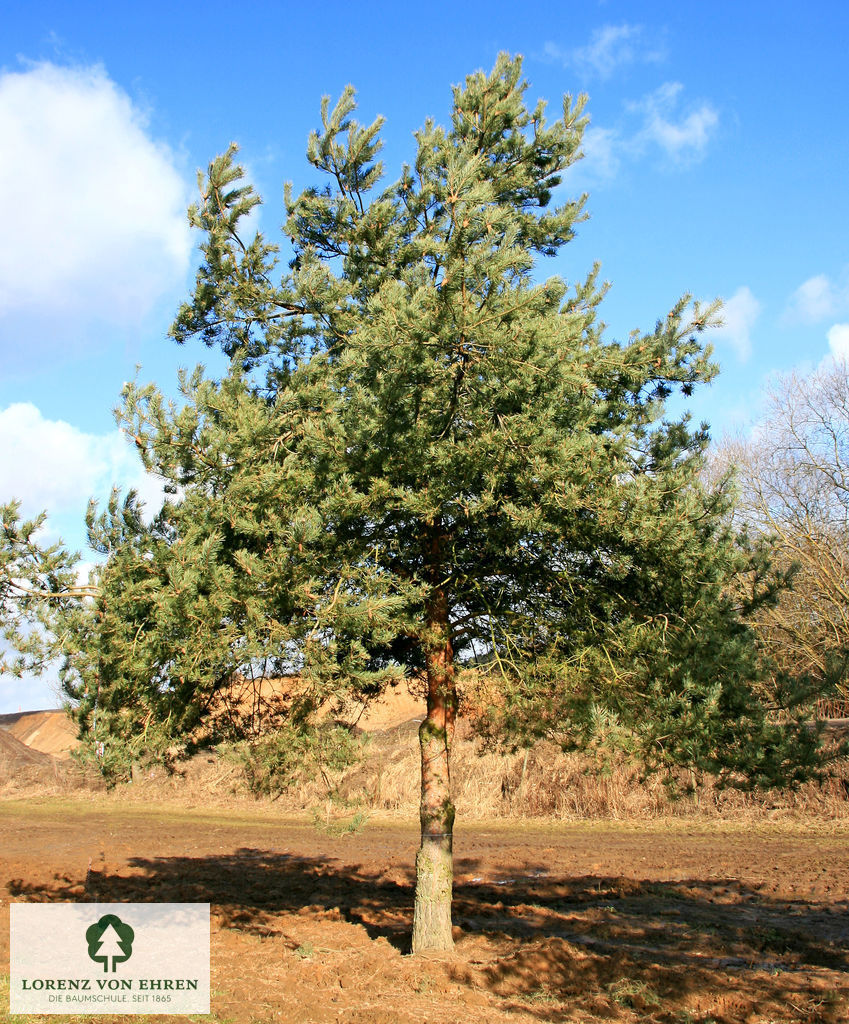 Pinus sylvestris