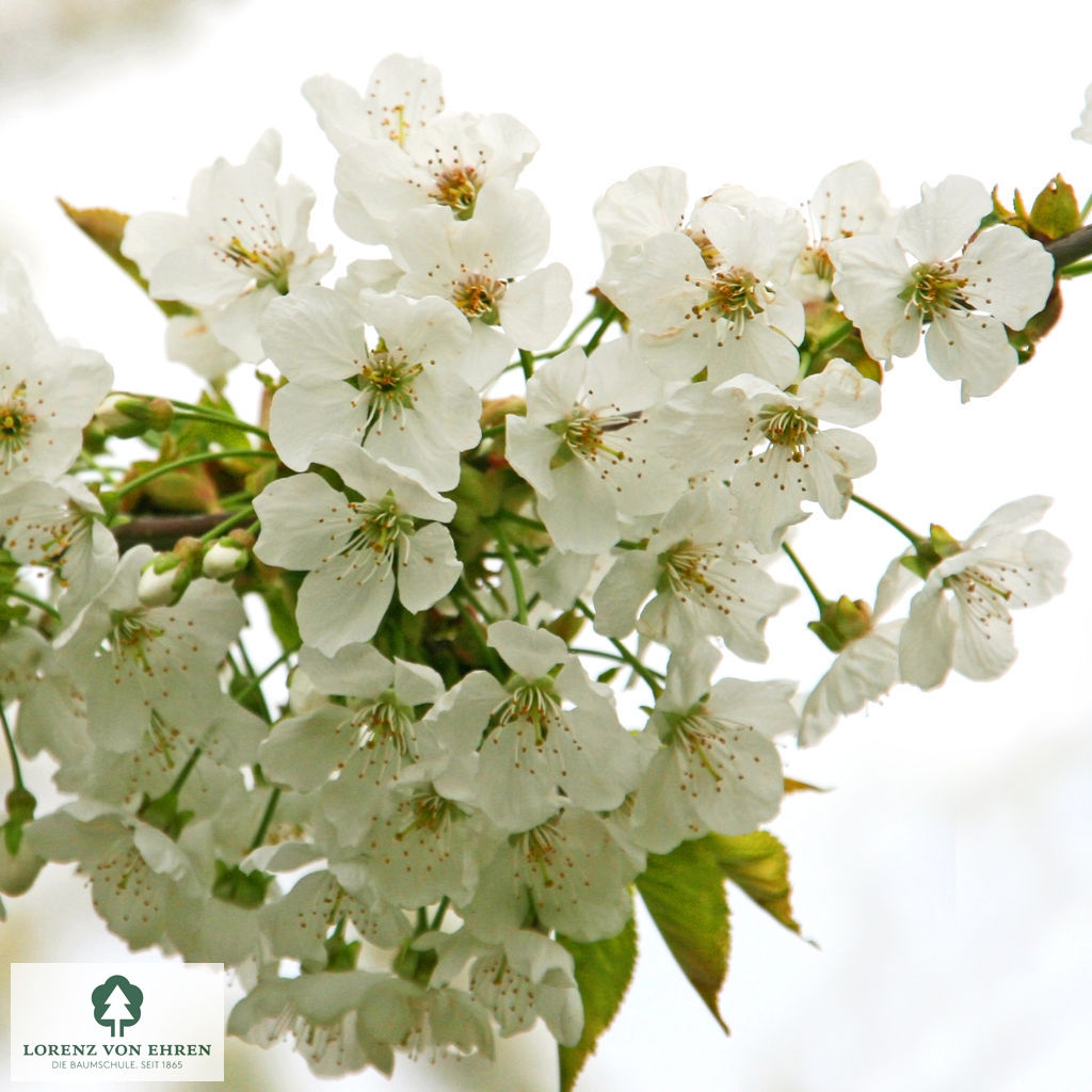 Prunus avium 'Hedelfinger Riesenkirsche'