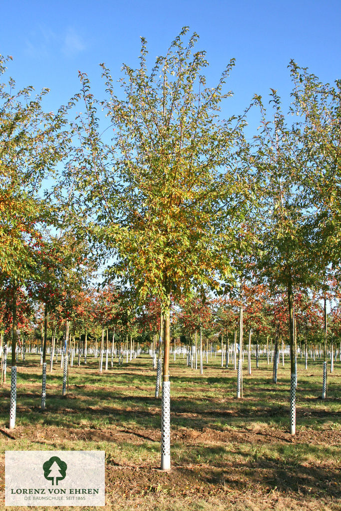 Malus toringo sargentii Veredlung