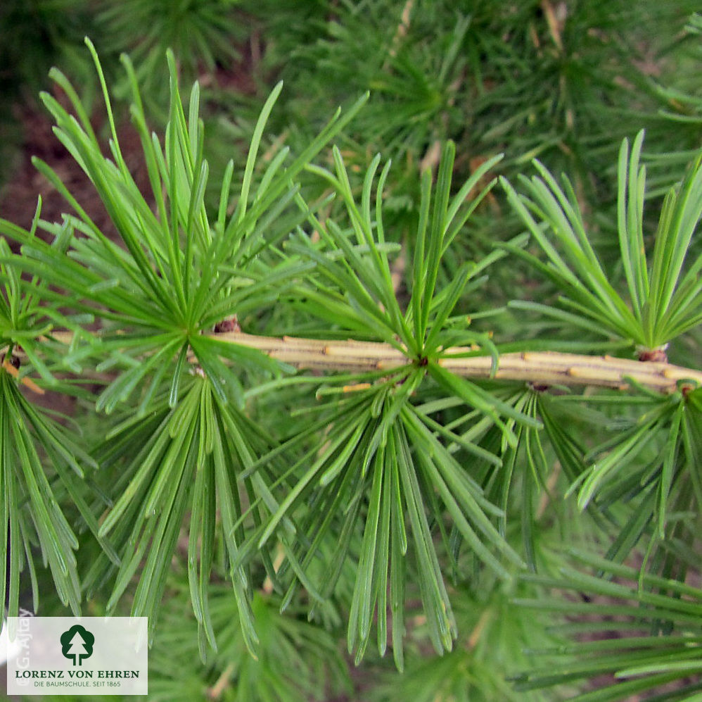 Larix decidua