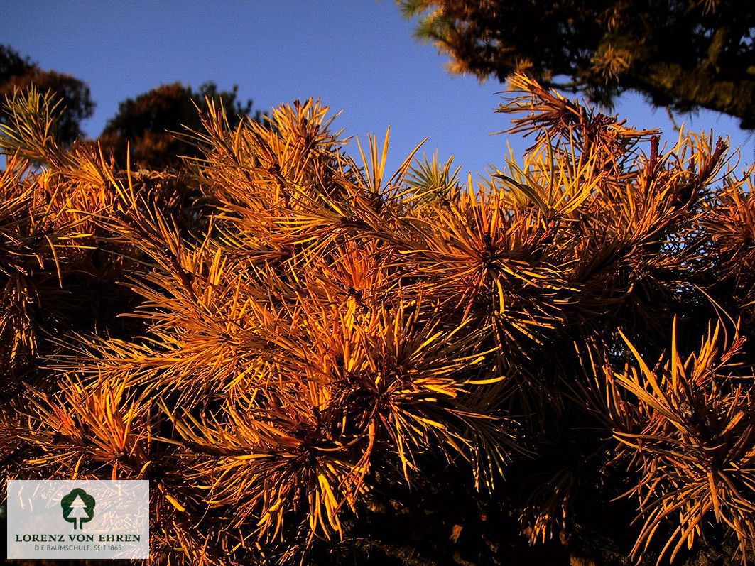 Larix kaempferi